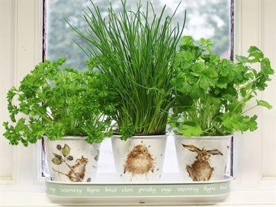 Wrendale Designs - Set of 3 Herb Pots and Tray (GR003) - Hothouse