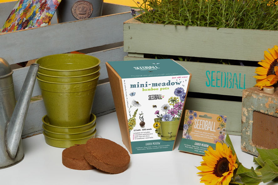 Seedball Mini Meadow Pot - Bee Mix Wildflower Seeds - Hothouse